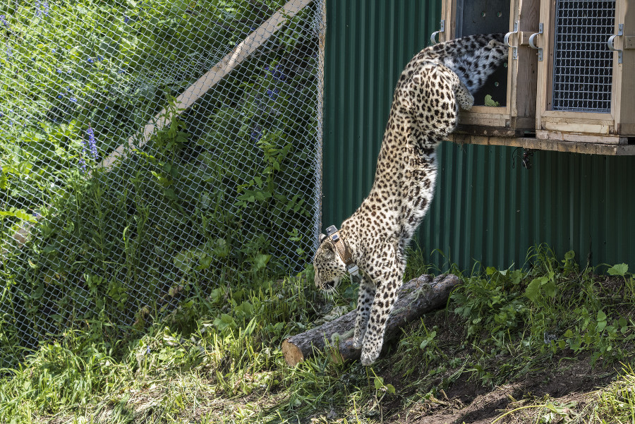 В Сочи курорт поможет WWF восстановить популяцию переднеазиатского леопарда