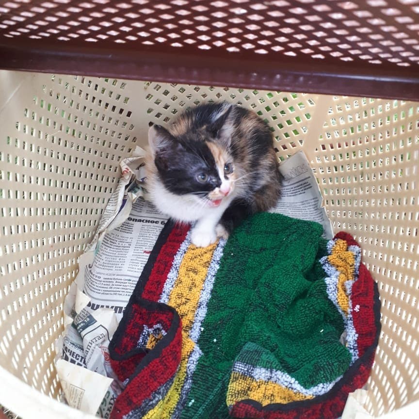  media yuga hspace left align vspace https ������� 