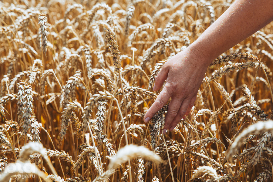 В Адыгее площадь посевов элитной пшеницы увеличили до 35%