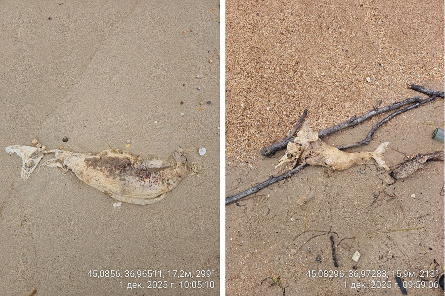 ����: yuga.ru