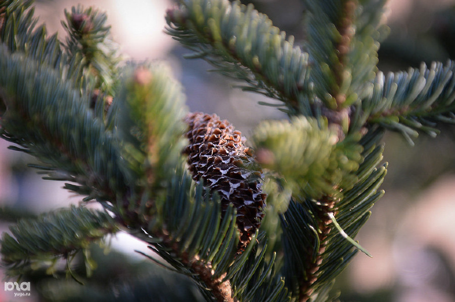  ������� ���������� ���� ��� ��������� �������� 