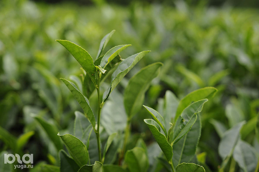 ����: yuga.ru