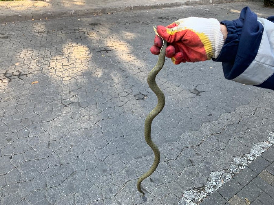 В Геленджике на пороге Магнита поймали агрессивную змею