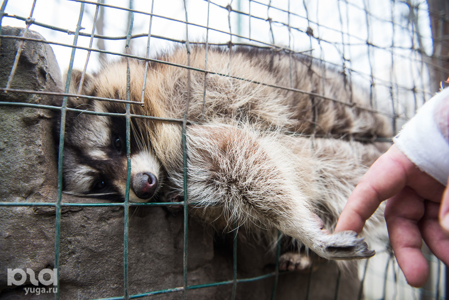 ����: yuga.ru