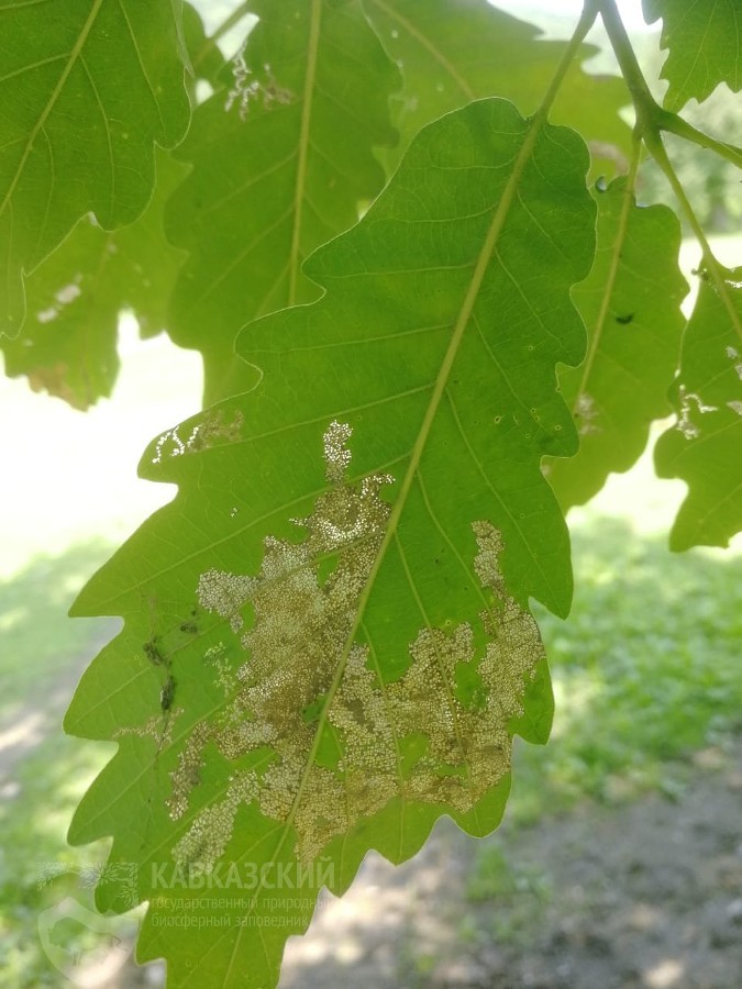  media yuga https hspace left align vspace ������ 