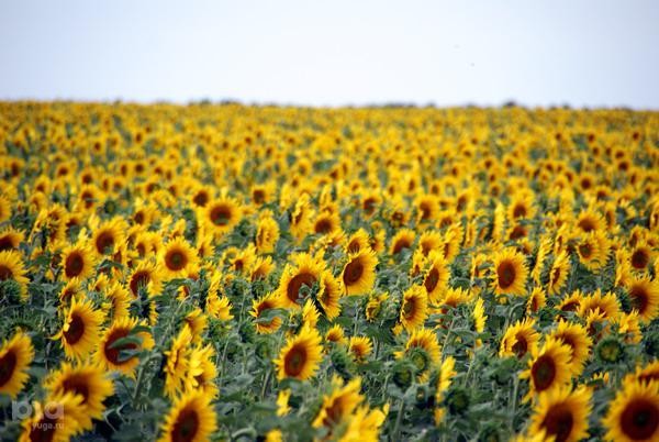 ����: yuga.ru