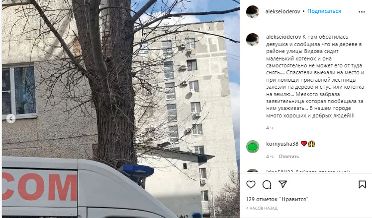 В Новороссийске котенок застрял на дереве и нашел себе дом