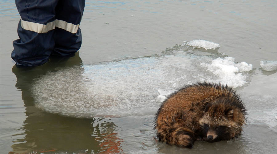 Кубанские спасатели сняли енота со льдины в Азовском море