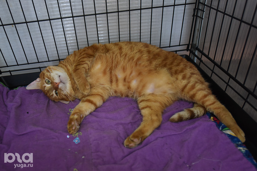 ����: yuga.ru