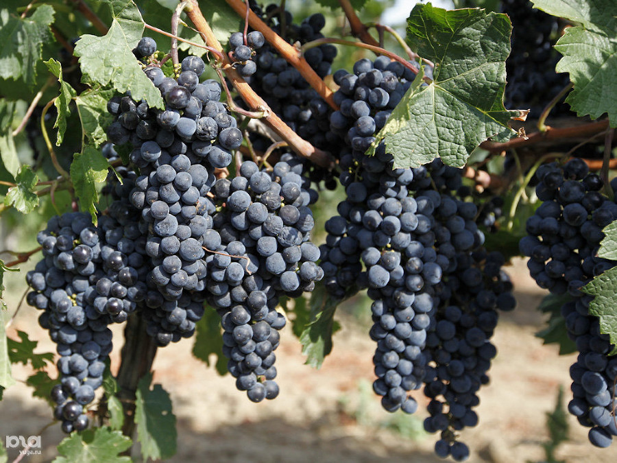  ������ ����� ������� ����� ��������� ������ 