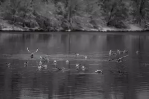 Снег в Краснодаре &copy;&nbsp;Фото Елены Синеок, Юга.ру