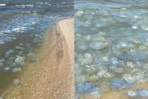  &copy;&nbsp;Скриншот из телеграм-канала &laquo;Краснодар и край&raquo; https://t.me/krasnodarkray1/39506