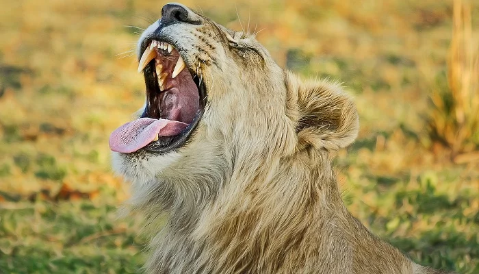  &copy;&nbsp;Фото с сайта pixabay.com