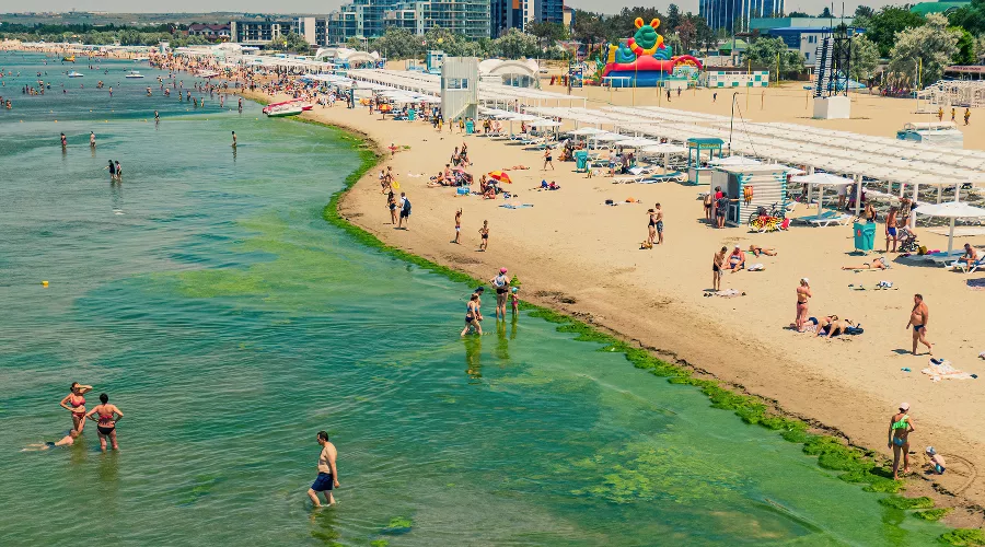 Полоса камки бывает очень широкой — 30 метров и более &copy;&nbsp;Фото Антона Быкова, Юга.ру