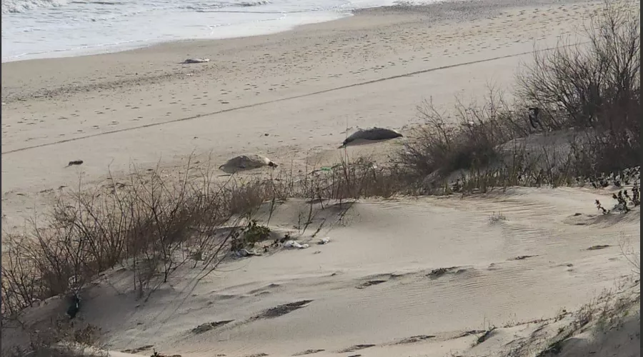  &copy;&nbsp;Скриншот фото из телеграм-канала &laquo;ЕЖ&raquo;