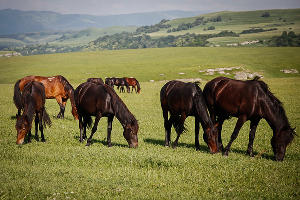  &copy;&nbsp;Фото Влада Александрова, Юга.ру