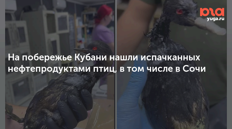 На побережье Кубани нашли испачканных нефтепродуктами птиц, в том числе в Сочи 