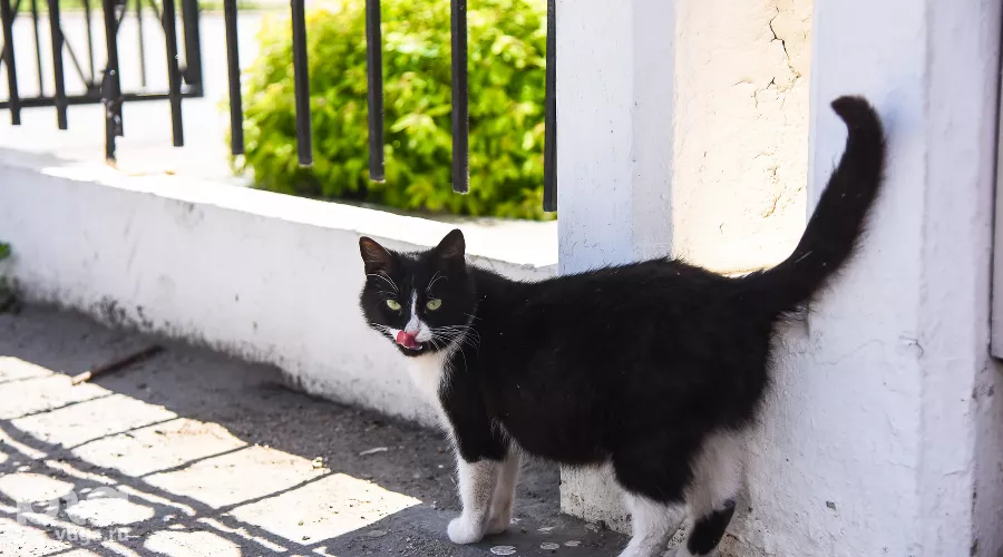  &copy;&nbsp;Фото Елены Синеок, Юга.ру