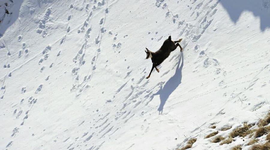  © Фото пресс-службы Кавказского заповедника