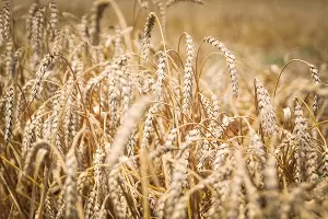  &copy;&nbsp;Фото Елены Синеок, Юга.ру