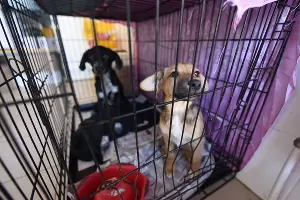  &copy;&nbsp;Елена Синеок, ЮГА.ру