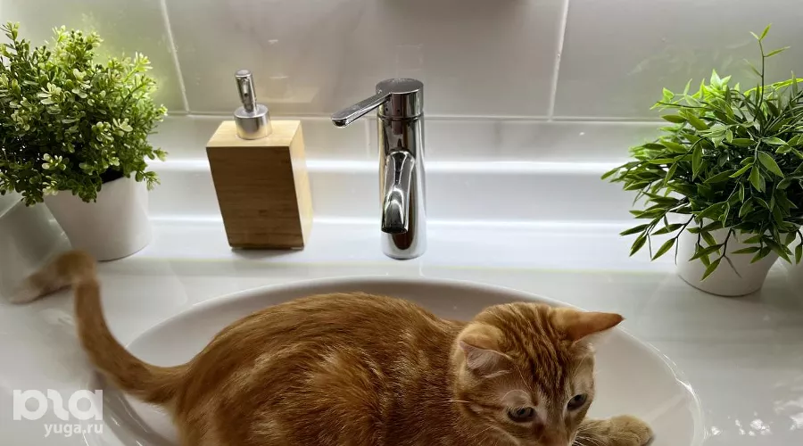  &copy;&nbsp;Фото Александры Булавкиной, Юга.ру