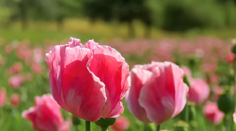  &copy;&nbsp;Фото с сайта pixabay.com