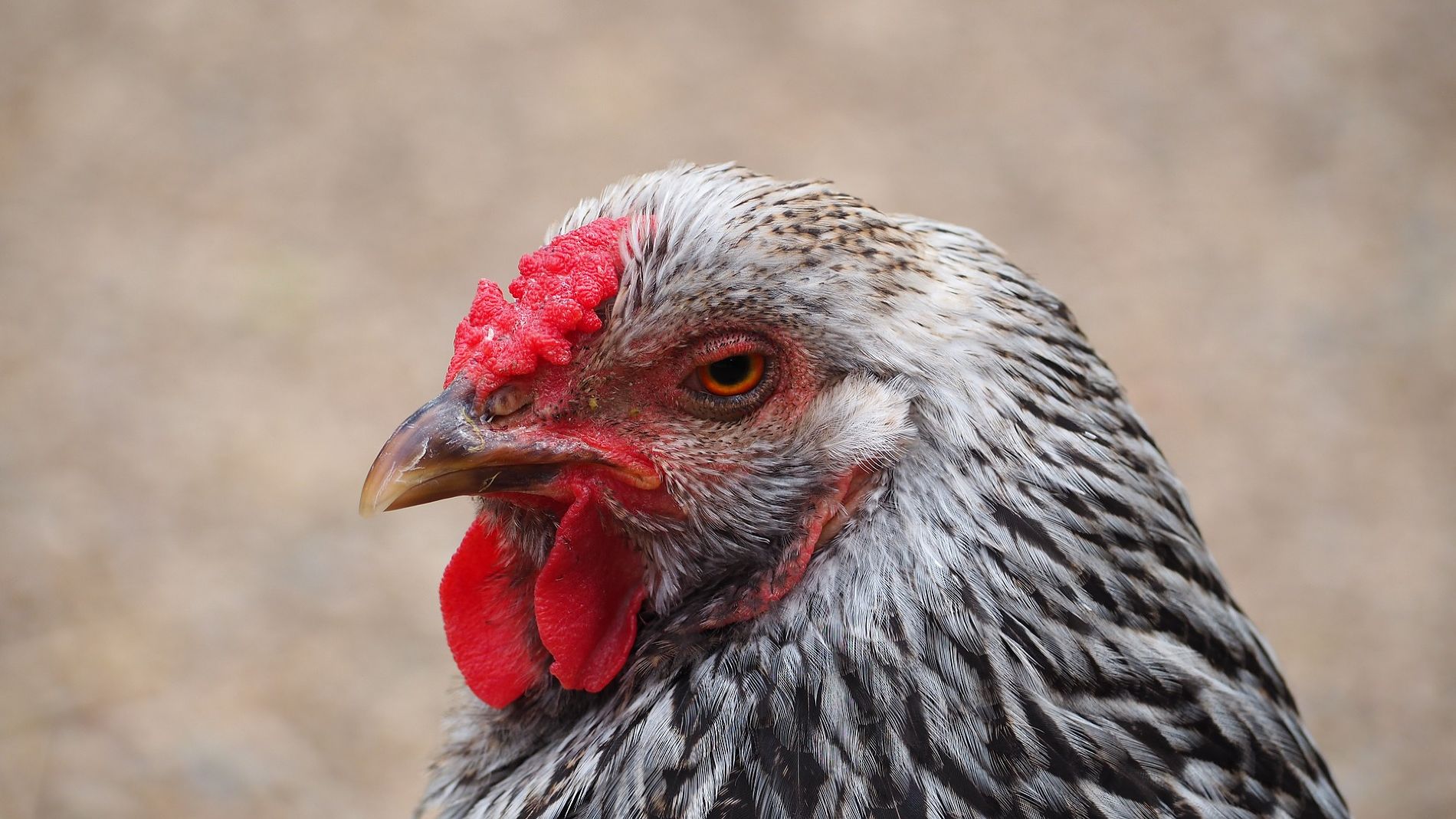 Из Краснодарского края и Ростовской области запретили экспортировать мясо птицы