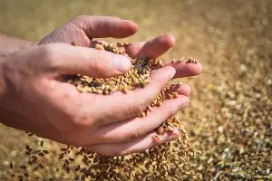 Пшеница &copy;&nbsp;Елена Синеок, ЮГА.ру