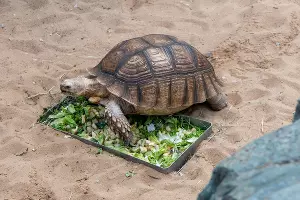 Черепахи в сухом пруду Караике &copy;&nbsp;Фото Александра Гончаренко, Юга.ру