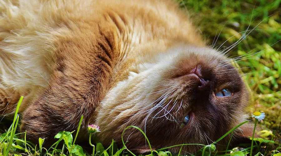 Кошка &copy;&nbsp;Фото с сайта pixabay.com