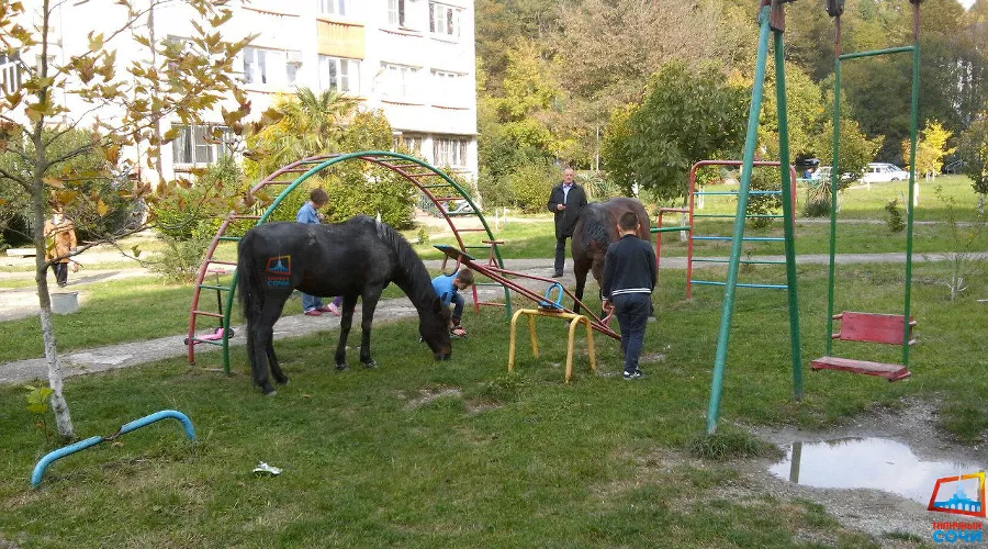  &copy;&nbsp;Фото из группы vk.com/this_is_sochi