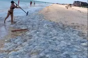  &copy;&nbsp;Скриншот видео из инстаграма Typodar, instagram.com/p/CEGgy5ahb9v/