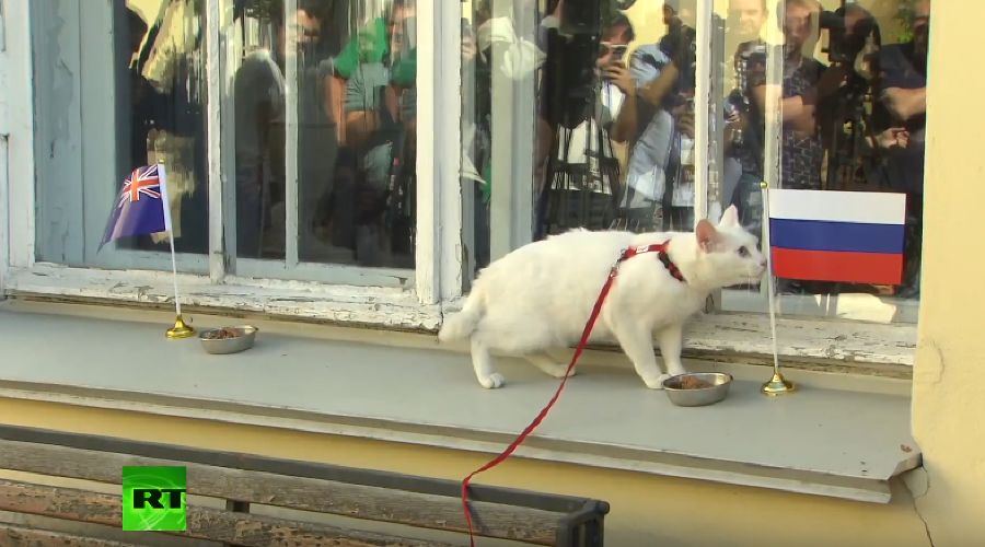 Кот-оракул Ахилл © Скриншот видео из канала «RT на русском» в YouTube