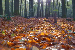  &copy;&nbsp;Фото с сайта pxhere.com