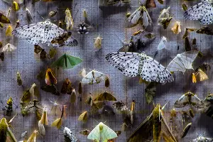 Скриншот из трейлера фильма «Ноктюрны»  &copy;&nbsp;Фото пресс-службы курорта &laquo;Роза Хутор&raquo;