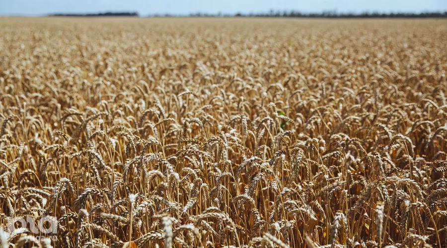  &copy;&nbsp;Фото Амины Ибрагимовой, Юга.ру