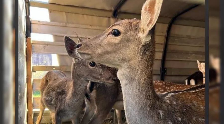  &copy;&nbsp;Скриншот из телеграмм-канала &laquo;Минприроды Краснодарского края&raquo; https://t.me/mpr_kk/1148