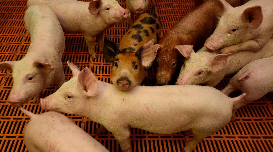  &copy;&nbsp;Фото Елены Синеок, Юга.ру