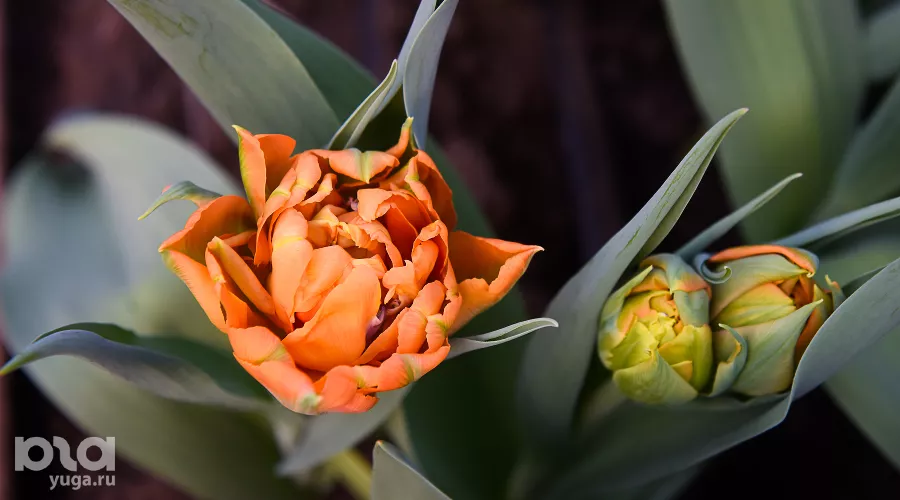  &copy;&nbsp;Фото Елены Синеок, Юга.ру