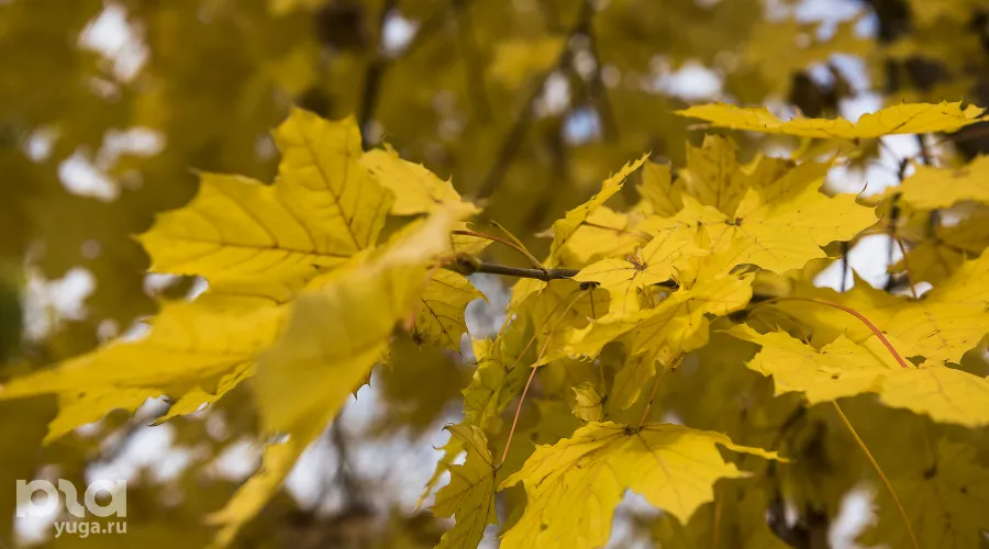 Осень &copy;&nbsp;Фото Елены Синеок, Юга.ру