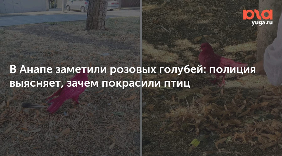 В Анапе заметили розовых голубей: полиция выясняет, зачем покрасили птиц