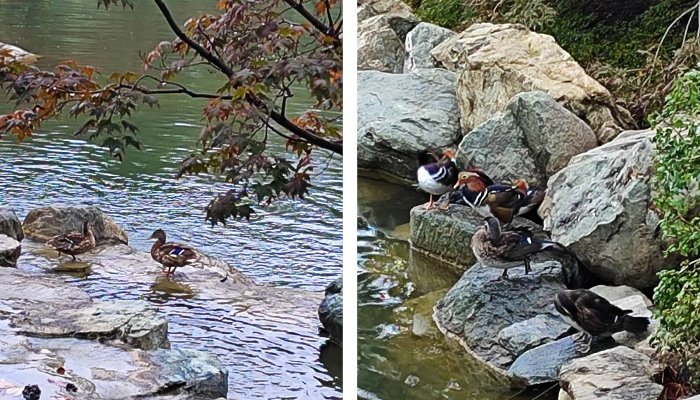 В Японском саду Краснодара поселились новые жители — дикие утки