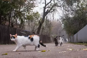 Туман в парке «Солнечный остров» &copy;&nbsp;Фото Елены Синеок, Юга.ру
