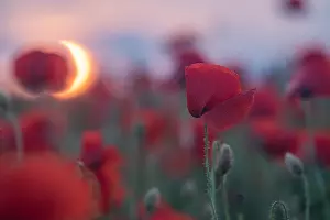  &copy;&nbsp;Фото Tateshi Yokotaishi https://vk.com/sakanoid