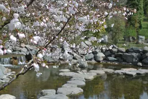 Цветение сакуры в Японском саду Краснодара &copy;&nbsp;Фото Марины Солошко, Юга.ру
