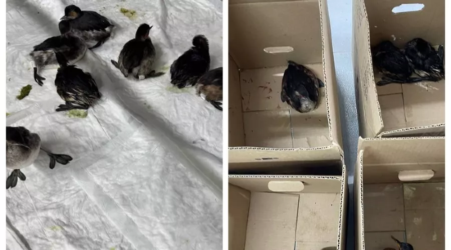  &copy;&nbsp;Скриншот из телеграм-канала реабилитационного центра &laquo;Жемчужная&raquo; https://t.me/zhemchujnaya9/1147