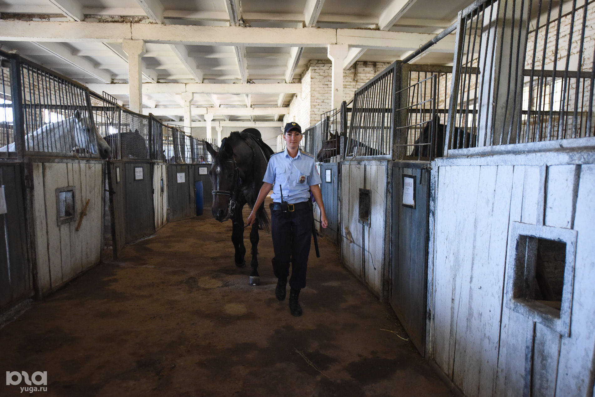 Конюшни в краснодаре. Конная полиция краснодар. Конюшни в краснодаре. Конноспортивный комплекс дивный. Конный спорт ижевск ипподром.