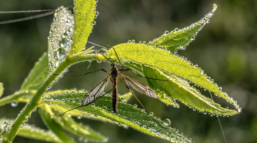  &copy;&nbsp;Фото с сайта pixabay.com