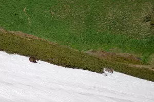  &copy;&nbsp;Фото Юрия Спасовского, пресс-служба Кавказского биосферного заповедника